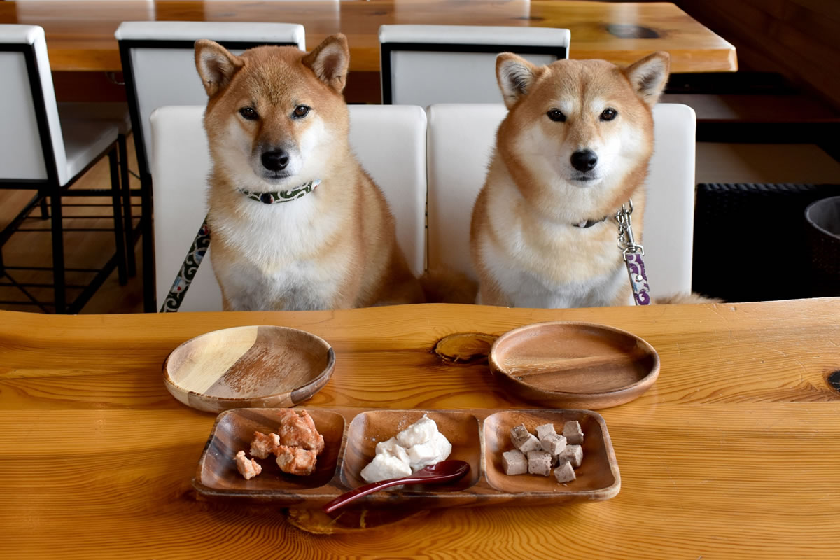 dog_meal