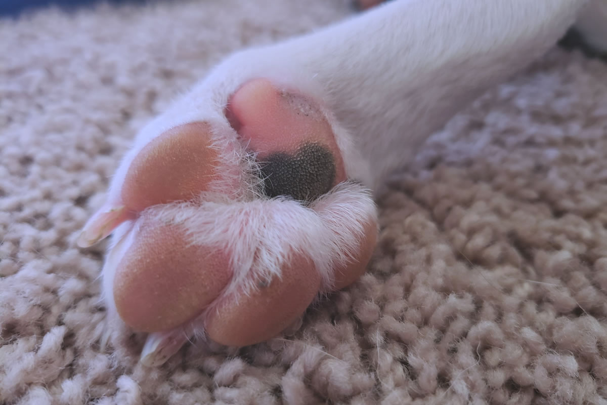dog_paws