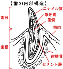 犬の歯の構造図