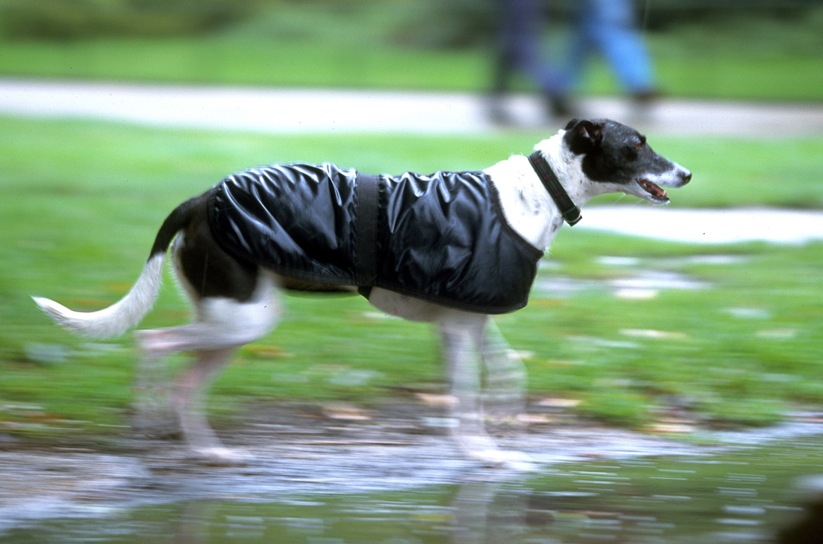 レインコートを着た散歩中の犬