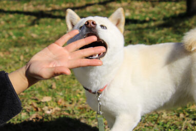 手に噛みつこうとする白い犬